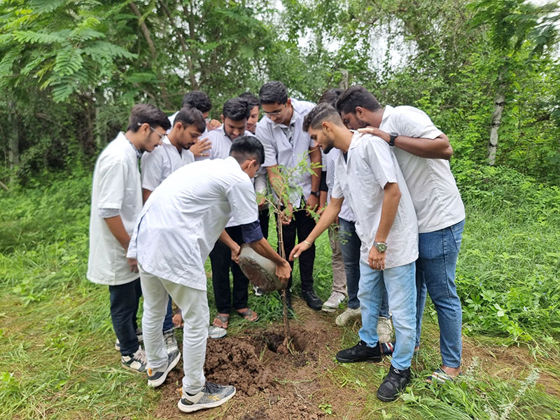 Tree Plantation