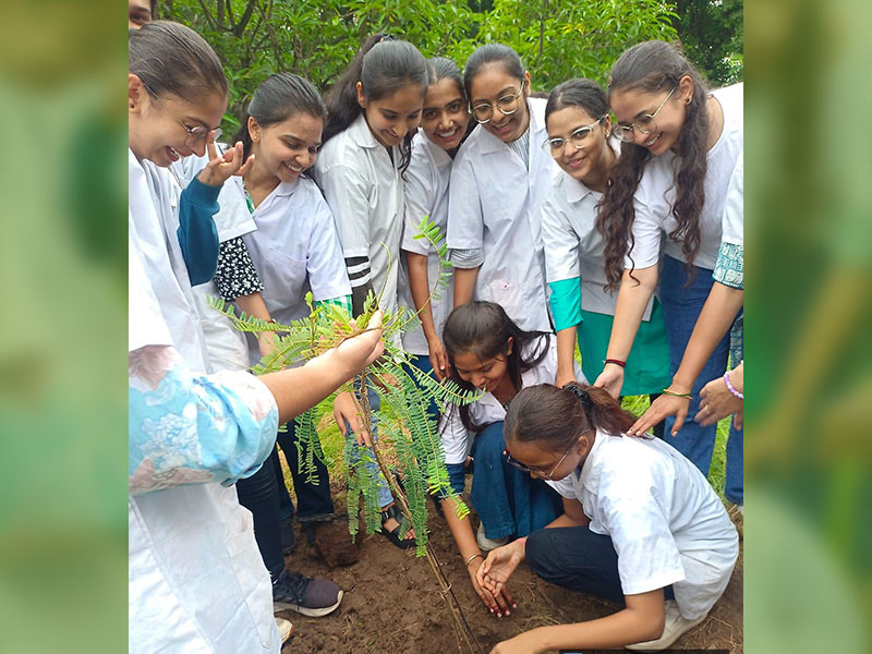 Tree Plantation