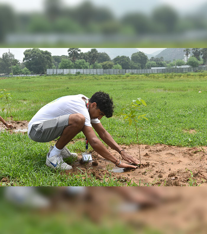 Tree plantation, providing solace to many